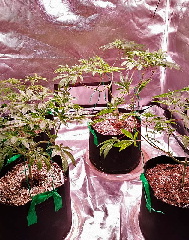 Рост конопли Куст Gorilla Glue от Monster Genetics ростом 55 см