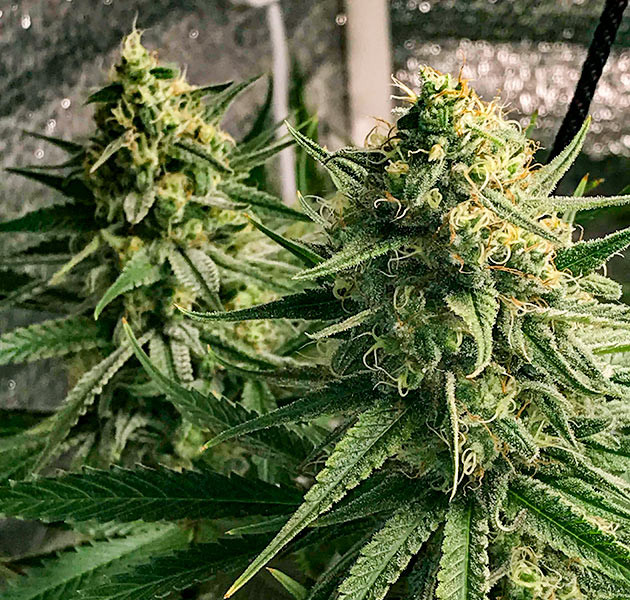 Подготовка к харвесту конопли LSD подготовка к харвесту LSD