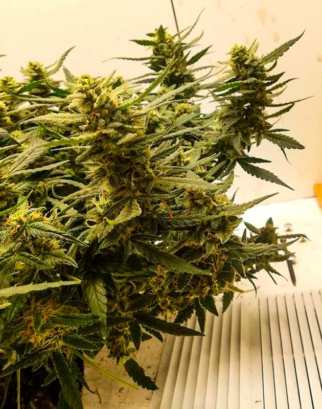 Выращивание Alpha 21 Выращивание Alpha 21 от AlphaFem Seeds