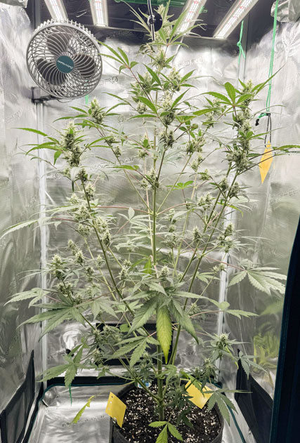 Визуальные признаки окончания цикла роста Как увеличились шишки CBD Lemon Auto