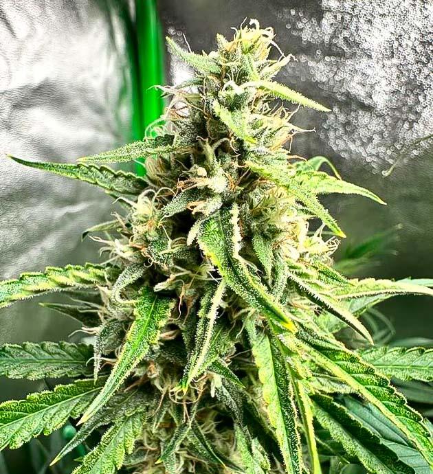 Полив каннабиса Соцветия конопли, покрытые толстым слоем смолы