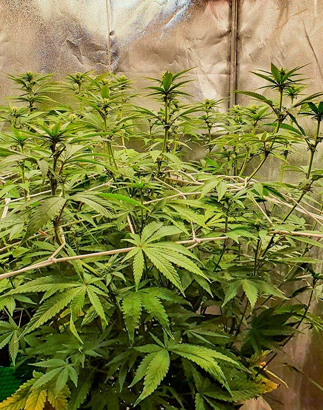 Первые трихомы и изменения в составе удобрений Куст Planet of the Grapes RBX ростом 71 см