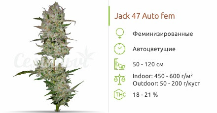 Сорт марихуаны Jack 47 Auto Jack 47 Auto от Sweet Seeds