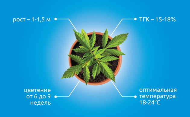 Индика и ее особенности выращивания Особенности выращивания индики
