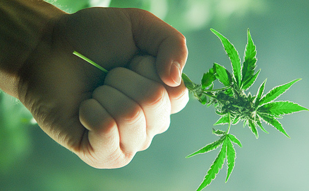 Зависть как мотивация гровера Равняйтесь на лучших гроверов