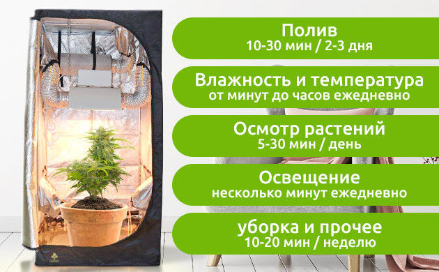 Расчёт времени при выращивании конопли в индоре Еженедельный уход за коноплей в минутах