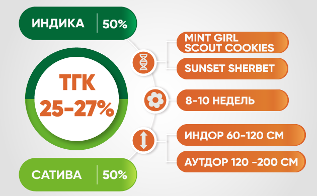 Особенности генетики Gelato Характеристики сорта Gelato