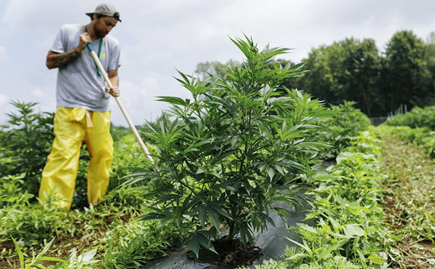 Выращивание конопли в аутдоре Уход за каннабисом в аутдоре