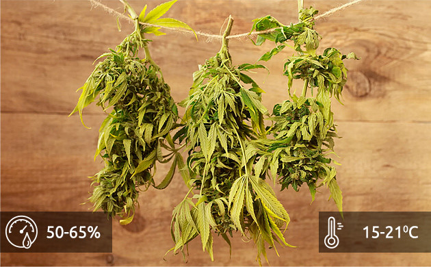 Благоприятные условия для сушки Условия сушки конопли