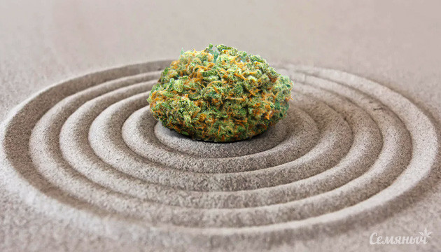 Медитативная конопля Медитация конопли