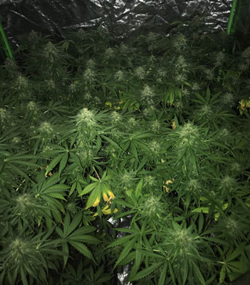 Появление химических и световых ожогов Химические и световые ожоги на листьях