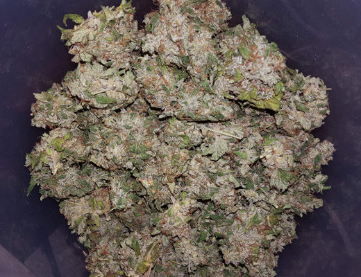 Урожай марихуаны Срезанные шишки Auto White widow