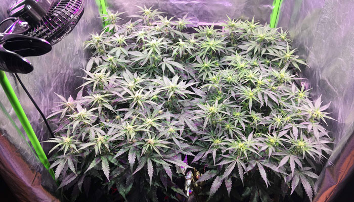 5 неделя выращивания сорта Jack 47 Auto Рост Jack 47 Auto на 5 неделе выращивания