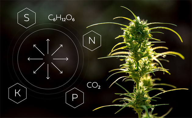 Минеральные и органические вещества в растении конопли Движение веществ в растении каннабис