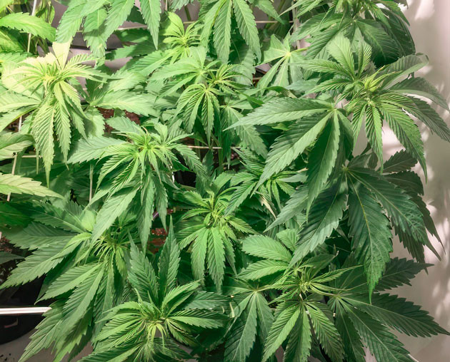 Начало цветения и установка сетки ScrOG Кусты Mimosa Shot от Herbies Seeds ростом 59 см