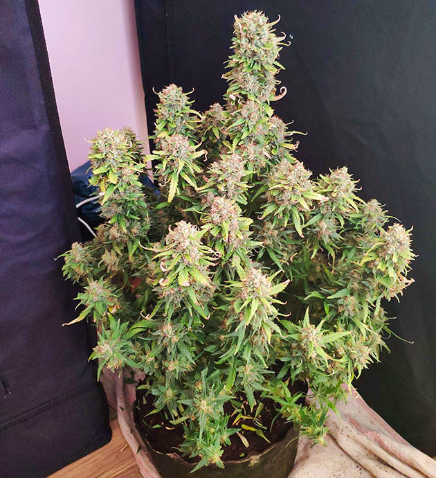 Время харвеста второго куста Второй куст Stardawg Auto