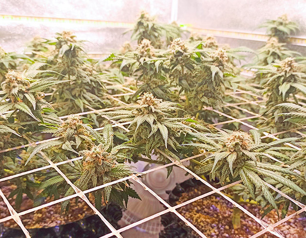 Завершающие недели выращивания Strawberry Cream Кусты перед сбором урожая