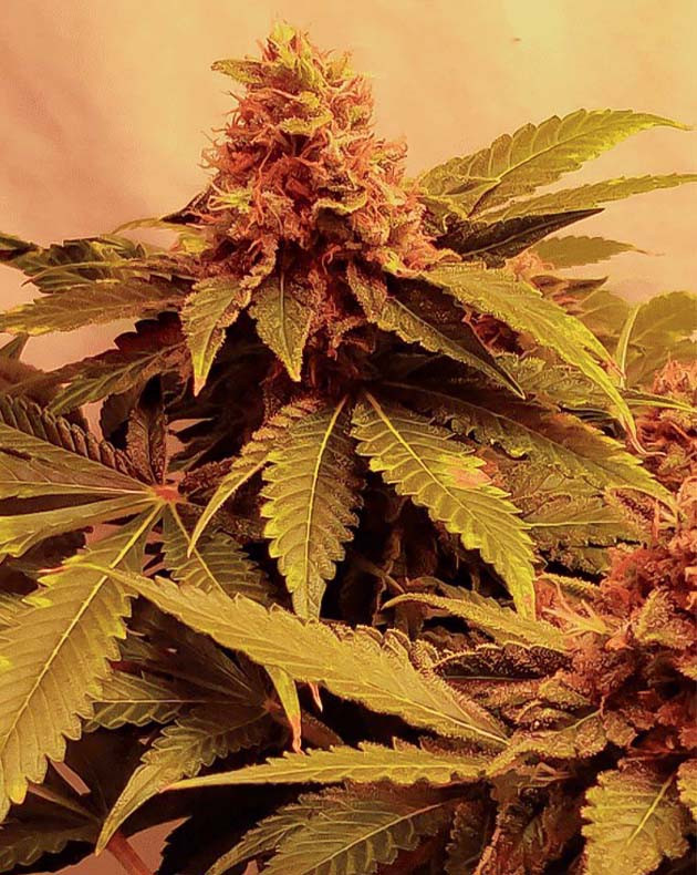 Режим удобрения куста Glue Sherbert на цветении Регулировка расстояния до лампы при выращивании Glue Sherbert