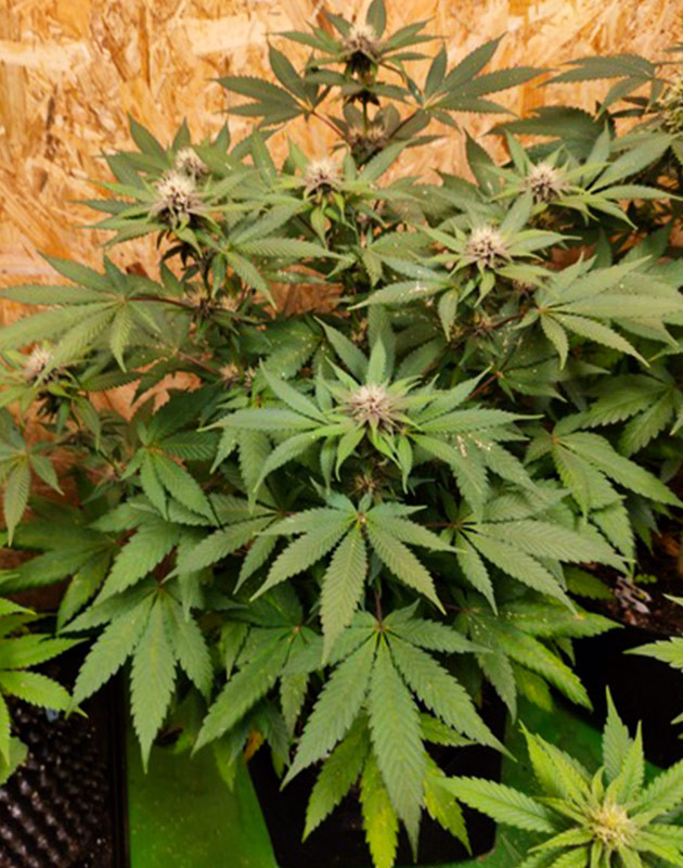 Цветение на 11 неделе выращивания Куст с фиолетовыми бутонами и белыми волосками