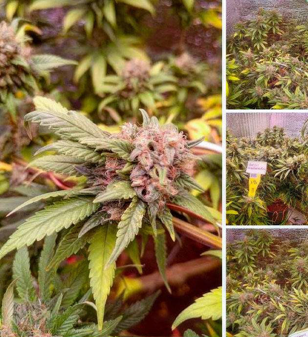 Каннабис в конце цветения Шишки набирают массу и покрываются трихомами