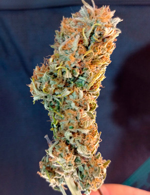 Шишка после сушки Сухая шишка