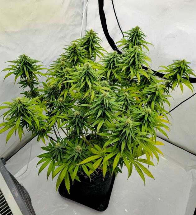 Куст Super Silver Haze на 12 неделе развития