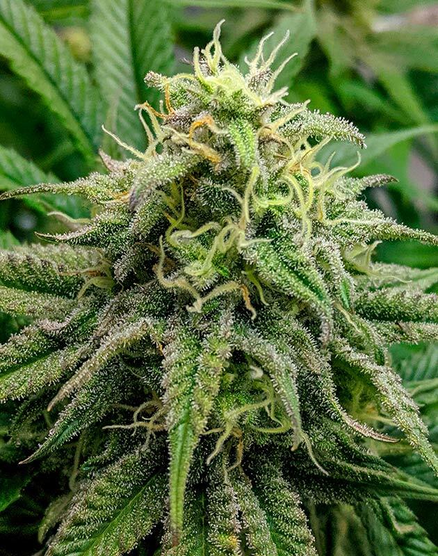 Конопля перед финальной стадией Каннабис Jack Herer с активным наращиванием смолы и плотности соцветий