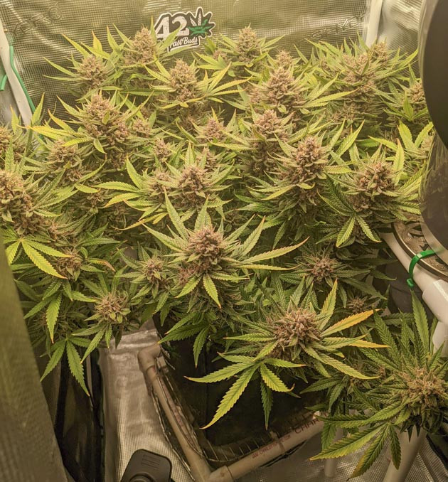 Завершение промывки Bruce Banner Auto Планирование сбора урожая