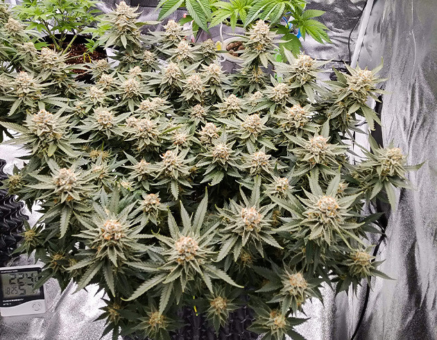 Завершение выращивания Появление янтарных трихом