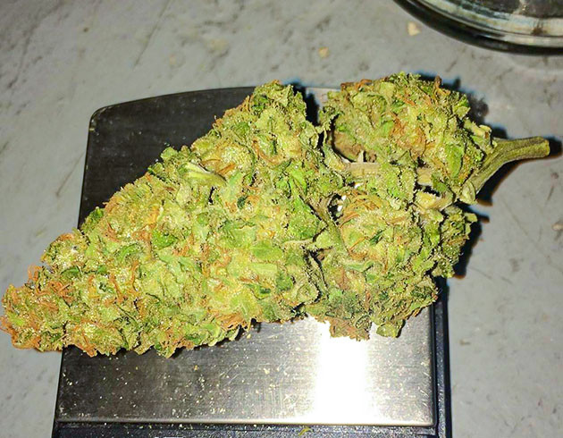 Шишка Tangerine Dream Сухая шишка конопли