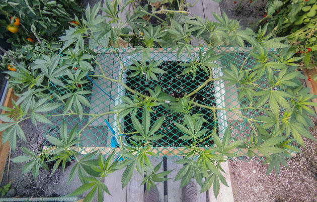 Дефолиация каннабиса без стресса Конопля на 12 неделе роста