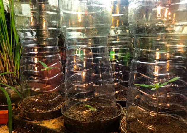 Проращивание Runtz Muffin Проращивание семян конопли Runtz Muffin