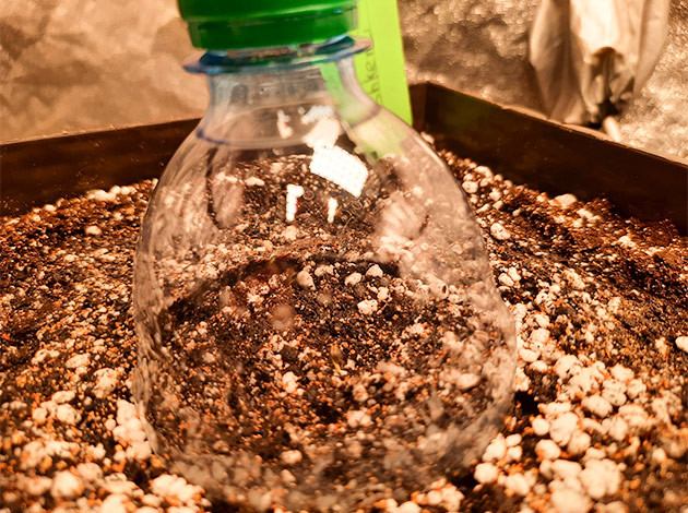 Росток Tashkenti Auto Куст Tashkenti Auto на 1 неделе выращивания