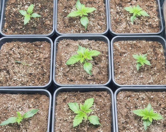 Гроурепорт сорта Biscotti Mintz Biscotti Mintz дневник по выращиванию