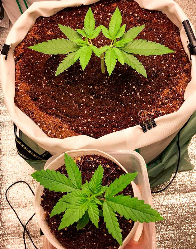 LSD дневник по выращиванию Гроурепорт сорта LSD