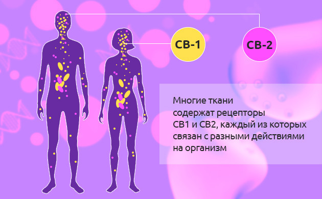 Эндоканнабиноидная система организма человека Рецепторы CB1 и CB2 системы ЭКС