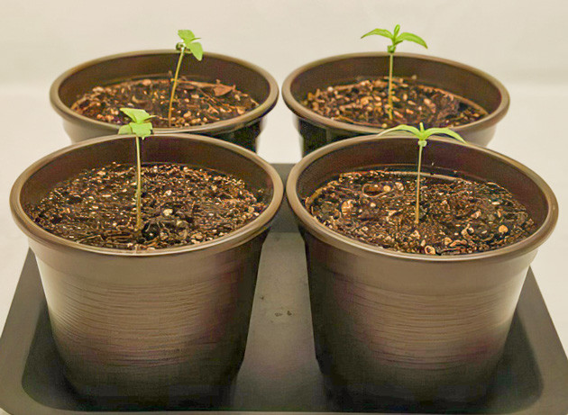 Пересадка в финальные горшки Ростки Apollo F1 Auto от Royal Queen Seeds на 2 неделе