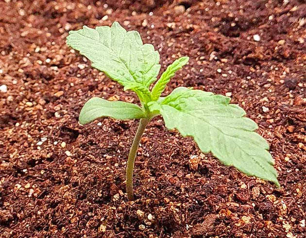 Световой стресс куста Auto Cinderella Jack Гроурепорт сорта Auto Cinderella Jack