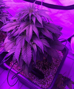 Проблемы с поливом марихуаны на 4 неделе Четвертая неделя вегетации