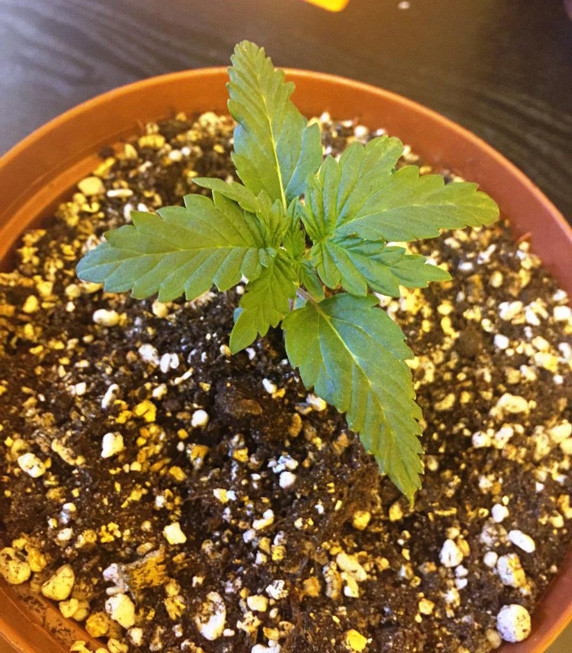 Стадия вегетации Jack Herer высотой 8 см