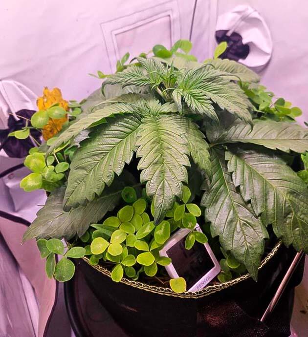 Куст Lemon Cherry Gelato Auto R3 на 4 неделе развития