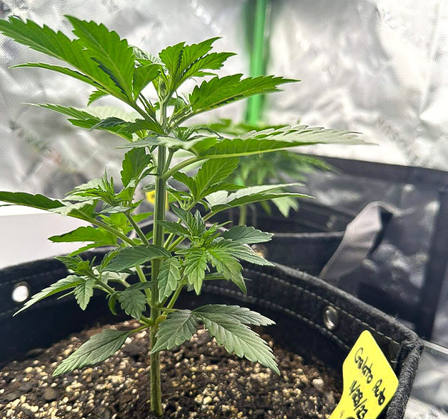 Подкормка и фимминг Восстановление после манипуляций