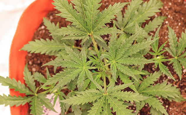 Локализация роста после тренировки Реакция Purple Juice Auto на удобрения