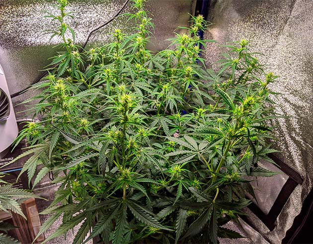Пятая неделя выращивания каннабиса Цветущий куст высотой 38 см