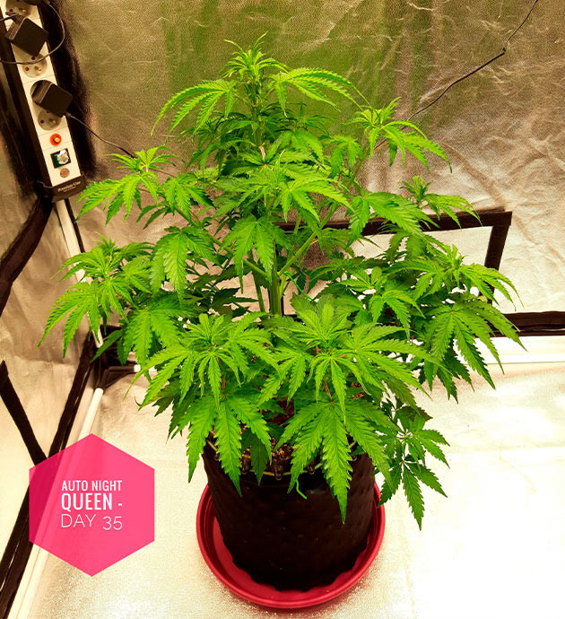 Начало цветения каннабиса Куст на стадии предцвета