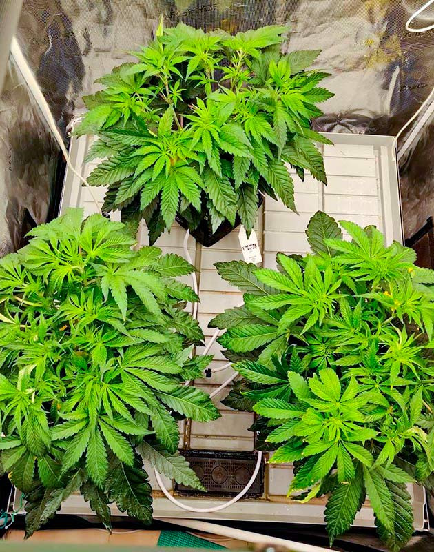 Признаки ожога на кусте Biscotti Mintz Уменьшение подкормки куста Biscotti Mintz