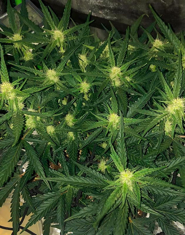 Легкая дефолиация марихуаны Формирование соцветий конопли