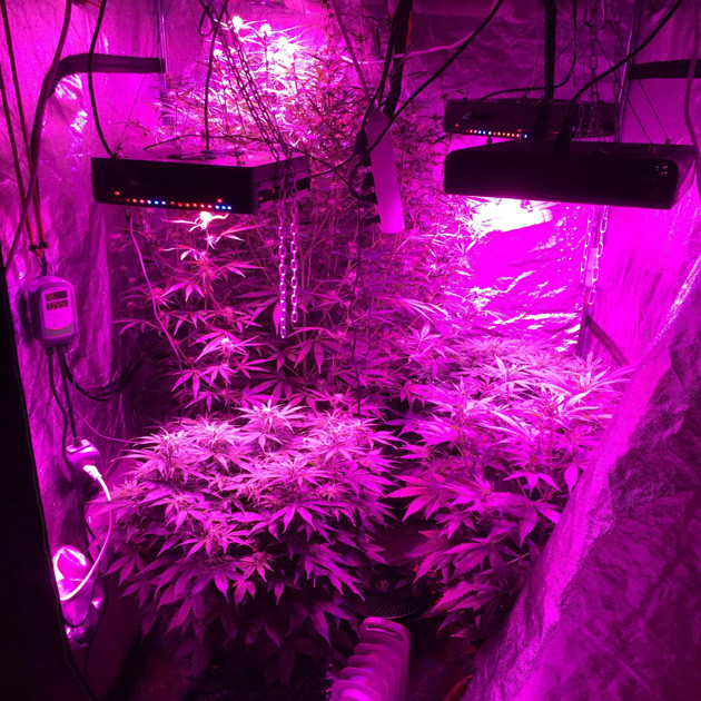 Кусты каннабиса Auto White Widow fem в период цветения под LED светильниками Развитие Auto White Widow fem на 7 неделе гровинга