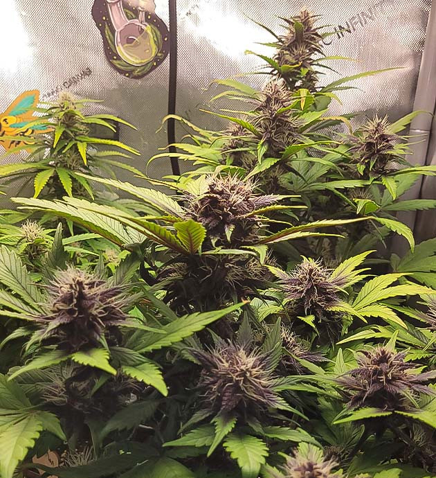 Стимуляция цветения сорта Purple Lemonade Auto Появление трихом на соцветиях Purple Lemonade Auto