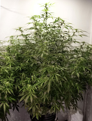 Первая неделя цветения сорта конопли West Coast OG fem Как проходит первая неделя цветения марихуаны